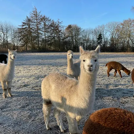 Enchanting With Alpacas In Hébergement de vacances Lundeborg