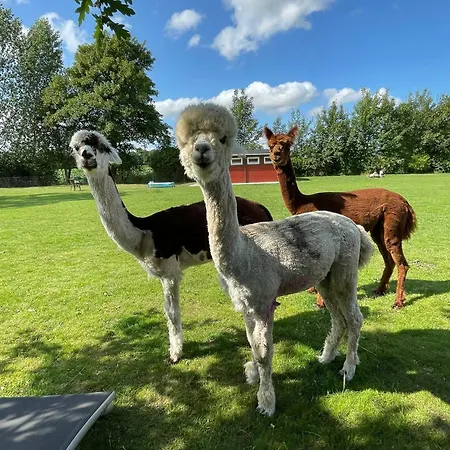 Enchanting With Alpacas In Hébergement de vacances *