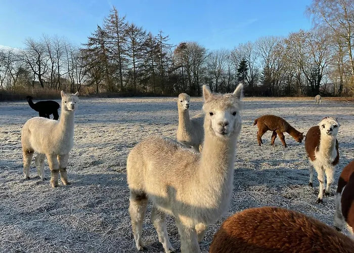 Enchanting With Alpacas In Σπίτι διακοπών Lundeborg