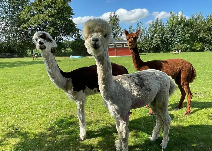 Enchanting With Alpacas In Σπίτι διακοπών *